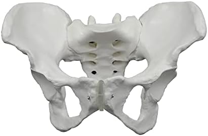 Модел на карлицата Mumu Tulio, модел на женска анатомија, коски коски карличен модел Femaleенски анатомски модел за наука медицинска биологија