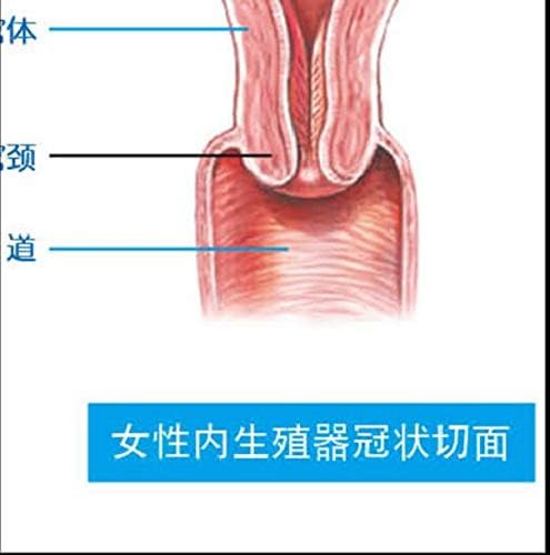 Welliestr 1PC Femaleенски репродуктивен систем Анатомска табела - Постер за анатомија - wallидна табела - 21 x40