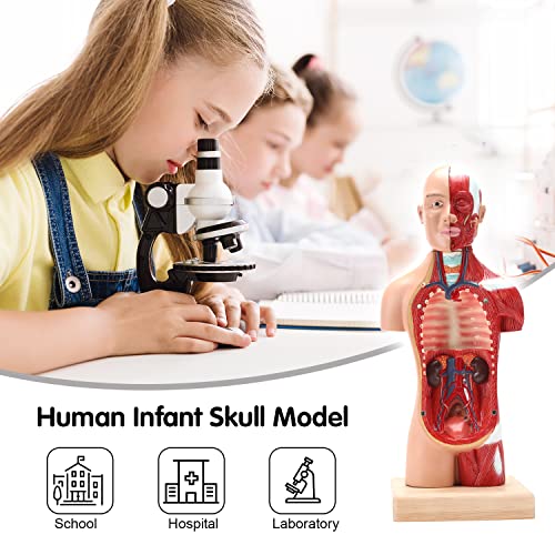 Miirr човечки анатомски модел на тело, вклучително и 15 одвојливи делумни анатомски модели, модел на човечко тело за деца, реални позиции на човечки органи, посоодветн?