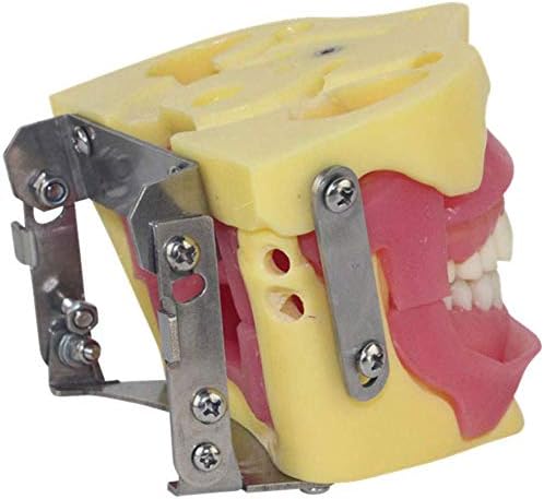 ОХИАС Стоматолошки типодонт Стандарден заби модел на заби