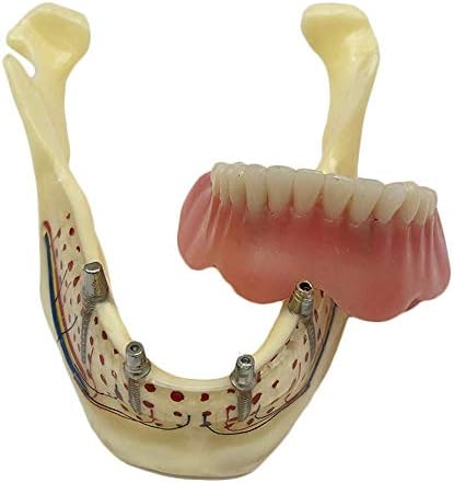 Торзо срце Скелетот на мозокот Скелет Медицински училиште Образовна стоматолошка стоматолошка заби на вилицата Студија за заби - Модел
