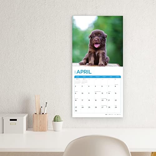 2023 Кученца Месечен Ѕиден Календар По Светлиот Ден, Направен Во САД, 12 х 12 Инчи, Симпатична Симпатична Фотографија На Кучиња За Миленичиња
