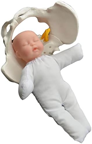 KH66ZKY мини женски карлица и модел за бебиња - модел на детска карлица - модел на бебешка карлица Стандарден симулатор за породување за