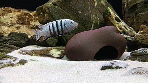 Плекоцерамика Циклидска декорација на камен - Среден аквариум карпа - риба резервоар за скриени декор за африкански циклиди