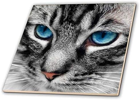 3drose Прекрасно блиско сребро таби мачка лице со прекрасни сини очи.-керамички плочка, 4 “