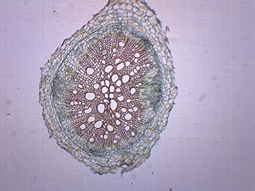 Диско корен, пресек - Подготвен слајд на микроскоп - 75 x 25мм - Биологија и микроскопија - лаборатории на Еиско