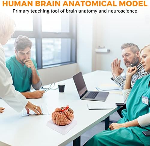 Wichemi човечки мозок модел 8-дел мозочни модели на животна големина на живот, човечки мозочен анатомски модел w/дисплеј база на