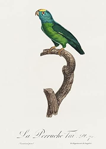 Tui Parakeet, Brotogeris Sanctithomae - 1800 -ти - Франсоа Леваилант - Магнет за илустрација на птици