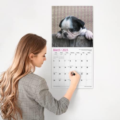 Црвен Ембер Бостон Териер кутриња 2023 Месечен календар на wallидови за Ханџан | 12 x 24 отворено | Дебела и цврста хартија | Подарок
