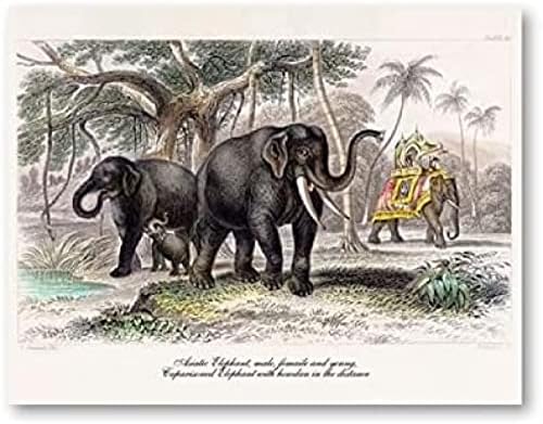 Дијамантски уметнички комплети за сликање за возрасни слон животински слон целосен мозаик со целосна вежба слики почетници околу 5Д боја со дијаманти