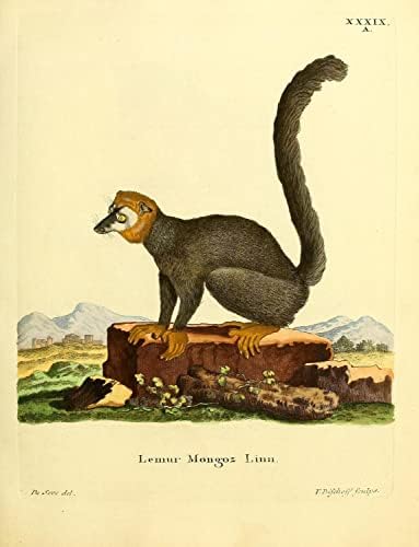 Mongoose Lemur Primate Monkey Vintage Crouslelife Classroom Office Decor Decor Zoology Antique Illustricat