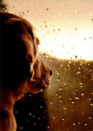 Куче на дождлив прозорец - картичка за симпатија на миленичиња во Аванти