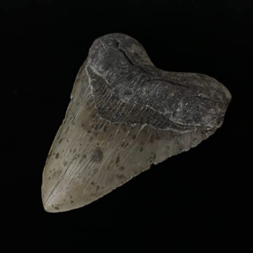 5,83 Заразен мегалодонски заби фосил